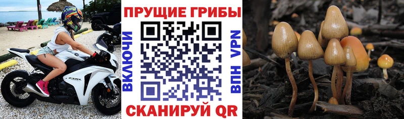 Псилоцибиновые грибы Magic Shrooms  Почеп 